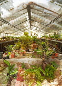 Greenhouse, plants, Florence, Tuscany, Italy Greenhouse, plants, Florence, Tuscany, Italy